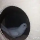 جوز بادجي للإنتاج