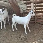 جفرتين كبس شحم