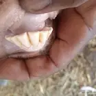معزا خلفات