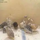 سمان عمر شهر صحه شرط الموقع شرق الرياض حي البيان