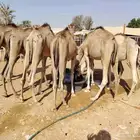 لأصحاب الملاحم والتجار قعدان صومالية نظيفة ونقاوة والسعر
