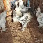 فروخ دجاج براهما بط بكيني دجاج رومي