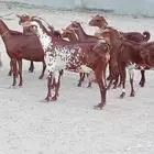 ماعز دهم محيليات صنف فاخر