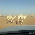 عشرا