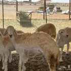 رخال حريات صنف الصنف طيبه اعمارها من 8شهور الي 11