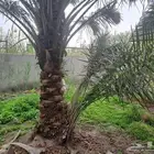 فسايل نخل هلالي