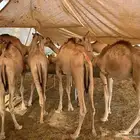 قعدان صوماليه لبيع التفريد والجمله