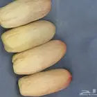 يوجدفسايل للبيع بياض خلاص برحي