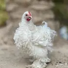 جوز كوشن فرزل ابيض