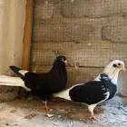 جوز قطيفي منتج وعيون سود الديل الصافي ابيض