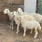 عرضين للبيع ضان حريات ثلاث ونجد ثنتين