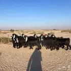 للبيع معزا عوارض خصم