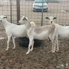 ثلاث معزا جم دفيع ع ولاده الزين ياماشاء الله