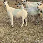 معزا جنوبيات دفيع معزا طيبة