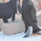 تيس مشروع فحل