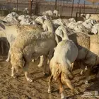 غنم حريات رخال طيبه العدد 49معاها 4 فحول