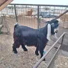 اثنين فحول عارضي وهجين عارضي على سوري
