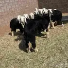 رخال نجد صنف