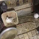 حمام فرنسي