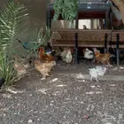 دجاج لبيع برهما العدد فوق الميه حبه