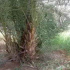 تركيب السياج الأمني الحديدي الشبوك و زراعة النخل والمظلات وا