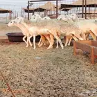 رخال حريات صنف طيبه.