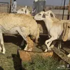 غنم حريات رخال دفيع ومضاريع العدد 16راس