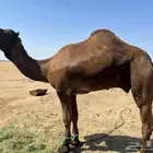 فحل منتج كفو