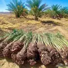 نخل للبيع متواجد في سبات العلي خميس مشيط المظيليف