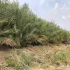 مشتل فروخ طيبه سكري خلاص وبرحي وفحلات على الضمان