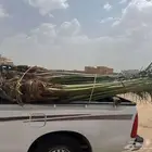نخل للبيع متواجد في نجران وضواحيها