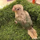 فروخ كنيور