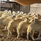 غنم حريات رخال عددها 57راس تحتها 1