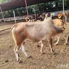 للبيع ثور فحل فاخر السن رباع