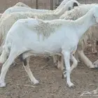 غنم حريات دفيع غنم طيبة تبارك الله تم البيع