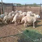 طليان حريه العدد 18 و 2رخل