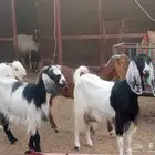 اربع معزه مشاريك مضاريع