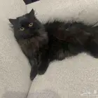 قطه للتبني