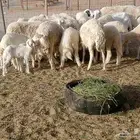 قنم خلفات العدد 18بفحله تحتها 17