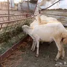 رخيل رفيدي عدد 34