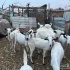ماعز بلدي