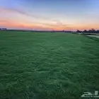 ثيل إنجيلة سي الفين