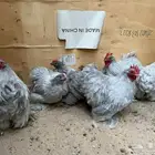 كوشن لافندر مستوى فاخر