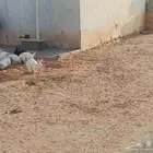 ارانب