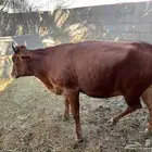 بقرة بكرية لقاح