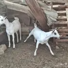 جفرتين كبس شحم