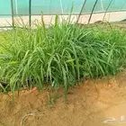 صواني شتلات بونكام