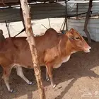 بقره دافع للبيع
