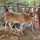 عجل (حسيل) بلدي