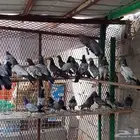 حمام باكستاني